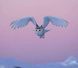 snowy owl photograph