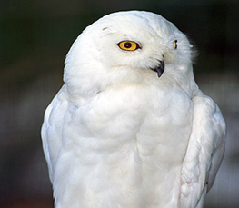 snowy owl photo