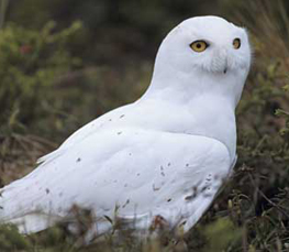 snowy owl pictures