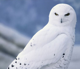 snowy owl picture