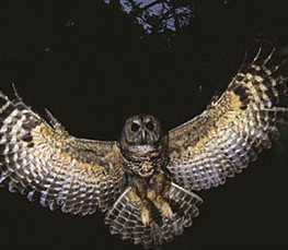 spotted owl flying
